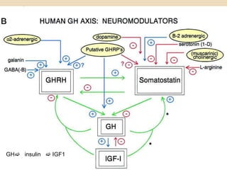 GH insulin  IGF1
 