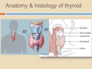 Anatomy & histology of thyroid
 