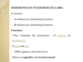 HORMONES OF INTERMEDIATE LOBE:
It secretes:
 α melanocyte stimulating hormone
 β melanocyte stimulating hormone
Function:
They stimulate the production of melanin by
melanocytes
in skin and hair
 MSH signals to the brain have
effects on appetite and sexual arousal.
 
