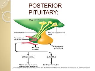 POSTERIOR
PITUITARY:
 