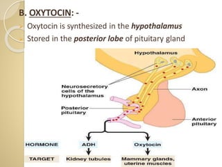 B. OXYTOCIN: -
 Oxytocin is synthesized in the hypothalamus
 Stored in the posterior lobe of pituitary gland
 