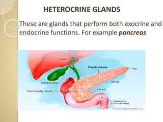HETEROCRINE GLANDS
These are glands that perform both exocrine and
endocrine functions. For example pancreas
 