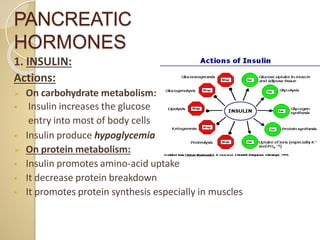 PANCREATIC
HORMONES
1. INSULIN:
Actions:
 On carbohydrate metabolism:
 Insulin increases the glucose
entry into most of body cells
 Insulin produce hypoglycemia
 On protein metabolism:
 Insulin promotes amino-acid uptake
 It decrease protein breakdown
 It promotes protein synthesis especially in muscles
 