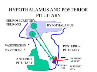 HYPOTHALAMUS AND POSTERIOR
PITUITARY
HYPOTHALAMUS
NEUROSECRETORY
NEURONS
ANTERIOR
PITUITARY
POSTERIOR
PITUITARY
SYSTEMIC
ARTERY
SYSTEMIC
VEIN
VASOPRESSIN
OXYTOCIN
 