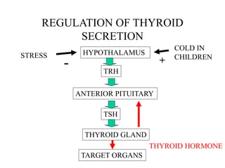 REGULATION OF THYROID
SECRETION
HYPOTHALAMUS
TRH
ANTERIOR PITUITARY
TSH
THYROID GLAND
TARGET ORGANS
THYROID HORMONE
STRESS
COLD IN
CHILDREN
- +
 