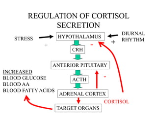 REGULATION OF CORTISOL
SECRETION
HYPOTHALAMUS
CRH
ANTERIOR PITUITARY
ACTH
ADRENAL CORTEX
TARGET ORGANS
CORTISOL
STRESS
DIURNAL
RHYTHM
+ +
-
-
INCREASED
BLOOD GLUCOSE
BLOOD AA
BLOOD FATTY ACIDS
 