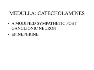 MEDULLA: CATECHOLAMINES
• A MODIFIED SYMPATHETIC POST
GANGLIONIC NEURON
• EPINEPHRINE
 