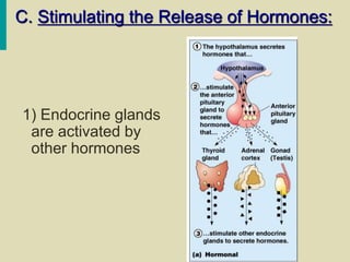 endocrine.system of human body and its importance | PPT