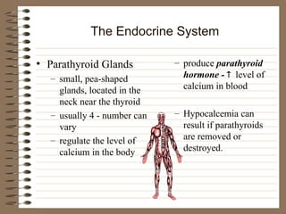 The Endocrine System
• Parathyroid Glands
– small, pea-shaped
glands, located in the
neck near the thyroid
– usually 4 - number can
vary
– regulate the level of
calcium in the body
– produce parathyroid
hormone -  level of
calcium in blood
– Hypocalcemia can
result if parathyroids
are removed or
destroyed.
 