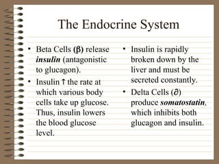The Endocrine System
• Beta Cells () release
insulin (antagonistic
to glucagon).
• Insulin  the rate at
which various body
cells take up glucose.
Thus, insulin lowers
the blood glucose
level.
• Insulin is rapidly
broken down by the
liver and must be
secreted constantly.
• Delta Cells ()
produce somatostatin,
which inhibits both
glucagon and insulin.
 