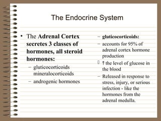 The Endocrine System
• The Adrenal Cortex
secretes 3 classes of
hormones, all steroid
hormones:
– gluticocorticoids
mineralocorticoids
– androgenic hormones
– gluticocorticoids:
– accounts for 95% of
adrenal cortex hormone
production
  the level of glucose in
the blood
– Released in response to
stress, injury, or serious
infection - like the
hormones from the
adrenal medulla.
 