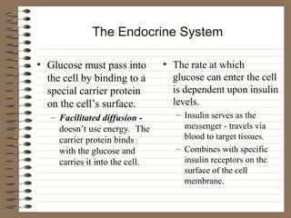 The Endocrine System
• Glucose must pass into
the cell by binding to a
special carrier protein
on the cell’s surface.
– Facilitated diffusion -
doesn’t use energy. The
carrier protein binds
with the glucose and
carries it into the cell.
• The rate at which
glucose can enter the cell
is dependent upon insulin
levels.
– Insulin serves as the
messenger - travels via
blood to target tissues.
– Combines with specific
insulin receptors on the
surface of the cell
membrane.
 