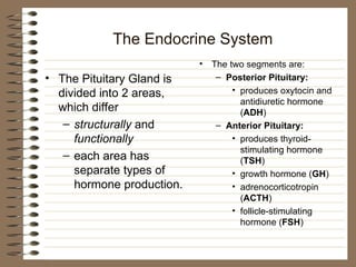 The Endocrine System
• The Pituitary Gland is
divided into 2 areas,
which differ
– structurally and
functionally
– each area has
separate types of
hormone production.
• The two segments are:
– Posterior Pituitary:
• produces oxytocin and
antidiuretic hormone
(ADH)
– Anterior Pituitary:
• produces thyroid-
stimulating hormone
(TSH)
• growth hormone (GH)
• adrenocorticotropin
(ACTH)
• follicle-stimulating
hormone (FSH)
 