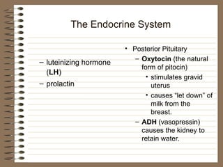 The Endocrine System
– luteinizing hormone
(LH)
– prolactin
• Posterior Pituitary
– Oxytocin (the natural
form of pitocin)
• stimulates gravid
uterus
• causes “let down” of
milk from the
breast.
– ADH (vasopressin)
causes the kidney to
retain water.
 
