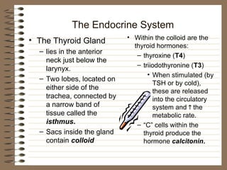 The Endocrine System
• The Thyroid Gland
– lies in the anterior
neck just below the
larynyx.
– Two lobes, located on
either side of the
trachea, connected by
a narrow band of
tissue called the
isthmus.
– Sacs inside the gland
contain colloid
• Within the colloid are the
thyroid hormones:
– thyroxine (T4)
– triiodothyronine (T3)
• When stimulated (by
TSH or by cold),
these are released
into the circulatory
system and  the
metabolic rate.
– “C” cells within the
thyroid produce the
hormone calcitonin.
 