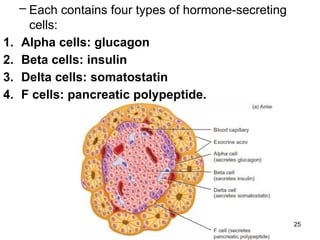 anatomy of the Endocrine system....pptx