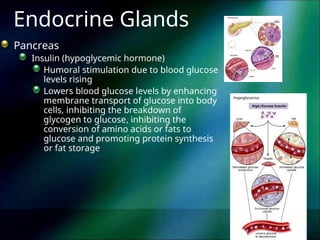 endocrine system endocrine overvieww.ppt