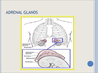 ADRENAL GLANDS 