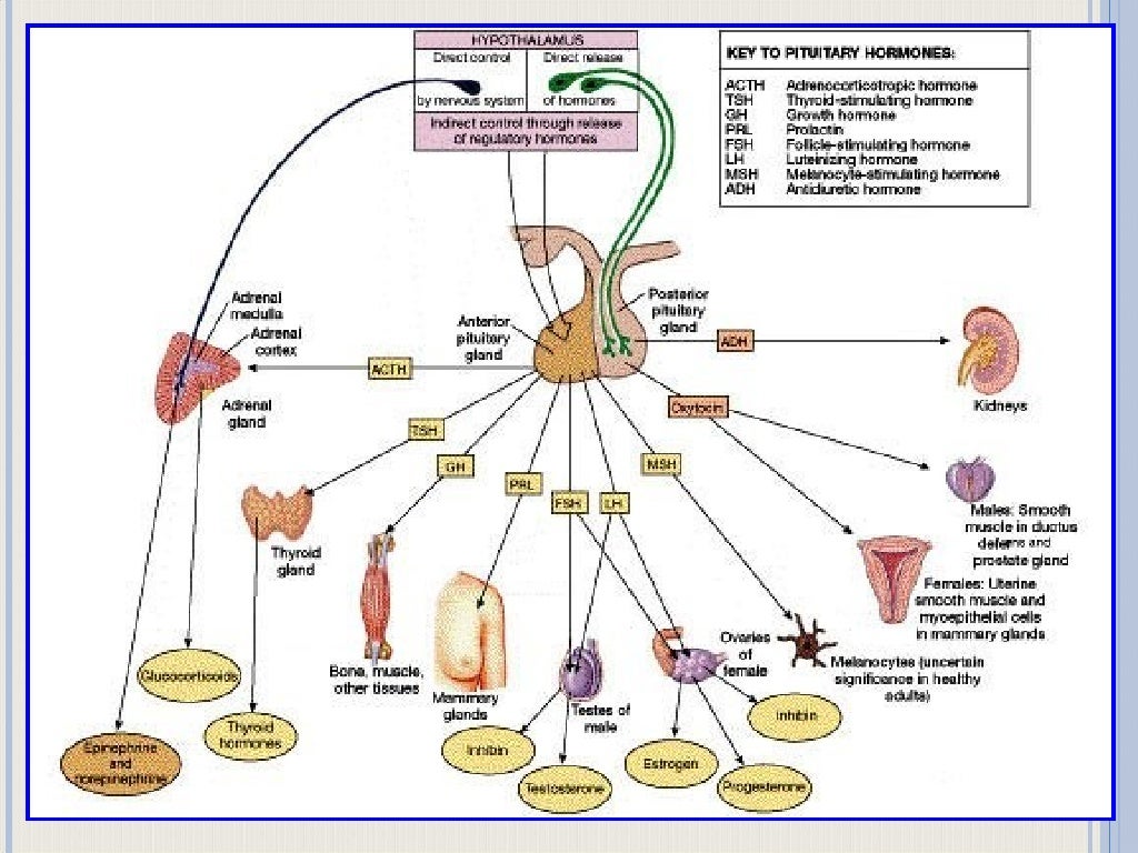 Endocrine Disorders
