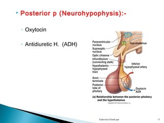  Posterior p (Neurohypophysis):-
◦ Oxytocin
◦ Antidiuretic H. (ADH)
Endocrine-Glands.ppt 13
 