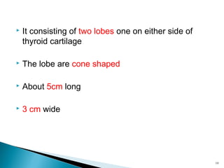  It consisting of two lobes one on either side of
thyroid cartilage
 The lobe are cone shaped
 About 5cm long
 3 cm wide
19
 