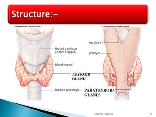 Endocrine-Glands.ppt 25
 