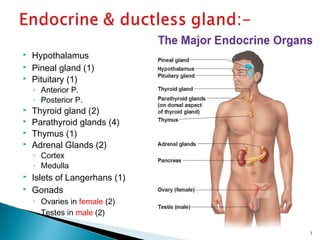  Hypothalamus
 Pineal gland (1)
 Pituitary (1)
◦ Anterior P.
◦ Posterior P.
 Thyroid gland (2)
 Parathyroid glands (4)
 Thymus (1)
 Adrenal Glands (2)
◦ Cortex
◦ Medulla
 Islets of Langerhans (1)
 Gonads
◦ Ovaries in female (2)
◦ Testes in male (2)
3
 