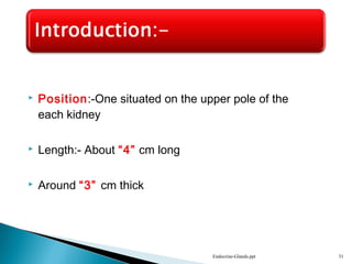  Position:-One situated on the upper pole of the
each kidney
 Length:- About “4” cm long
 Around “3” cm thick
Endocrine-Glands.ppt 31
 