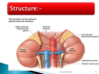 Endocrine-Glands.ppt 32
 