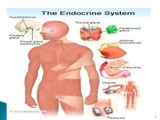 09 Jan. 2013Endocrine-Glands.ppt 4
 