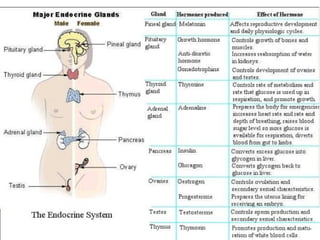Endocrine glands