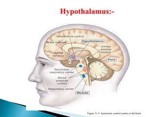 Figure 11-3: Autonomic control centers in the brain
Hypothalamus:-
 
