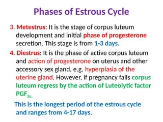 Phases of Estrous Cycle
3. Metestrus: It is the stage of corpus luteum
development and initial phase of progesterone
secretion. This stage is from 1-3 days.
4. Diestrus: It is the phase of active corpus luteum
and action of progesterone on uterus and other
accessory sex gland, e.g. hyperplasia of the
uterine gland. However, if pregnancy fails corpus
luteum regress by the action of Luteolytic factor
PGF2α.
This is the longest period of the estrous cycle
and ranges from 4-17 days.
 