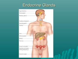 Endocrine GlandsEndocrine Glands
 