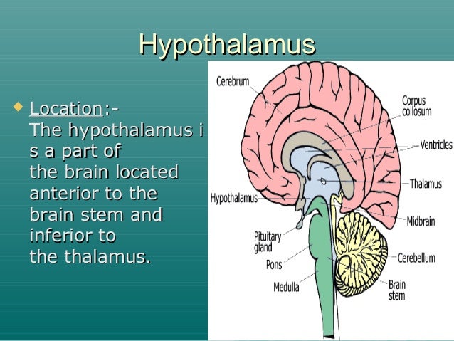 Endocrine glands new