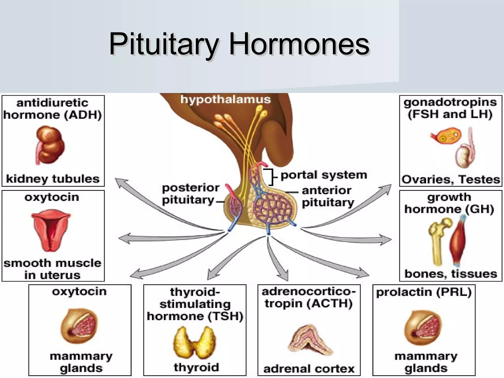 Gi System Pharmacology 4.0:  Learn It Fast, Remember It Long - gdvzq7q