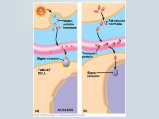 NUCLEUS
Signal
receptor
(a) (b)
TARGET
CELL
Signal receptor
Transport
protein
Water-
soluble
hormone
Fat-soluble
hormone
 