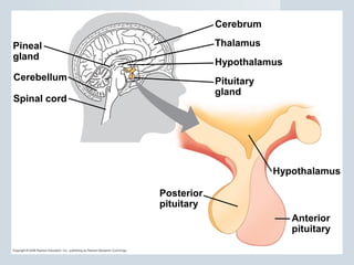 Spinal cord
Posterior
pituitary
Cerebellum
Pineal
gland
Anterior
pituitary
Hypothalamus
Pituitary
gland
Hypothalamus
Thalamus
Cerebrum
 