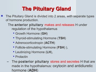 The Pituitary GlandThe Pituitary Gland
 The Pituitary Gland is divided into 2 areas, with separate types
of hormone production.
The anterior pituitary makes and releases H under
regulation of the hypothalamus
 Growth Hormone (GH)
 Thyroid-stimulating Hormone (TSH)
 Adrenocorticotropin (ACTH)
 Follicle-stimulating Hormone (FSH) ),
 Leutinizing Hormone (LH),
 Prolactin
– The posterior pituitary stores and secretes H that are
made in the hypothalamus: oxytocin and antidiuretic
hormone (ADH)
 