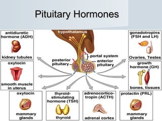 Pituitary HormonesPituitary Hormones
 