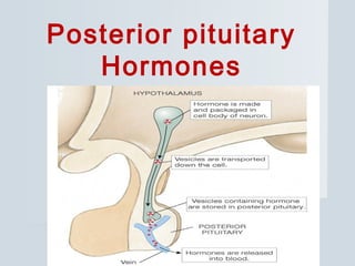 Posterior pituitary
Hormones
 