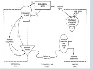 Endocrine SystemEndocrine System
 