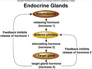 Endocrine pharmacology in Brief 