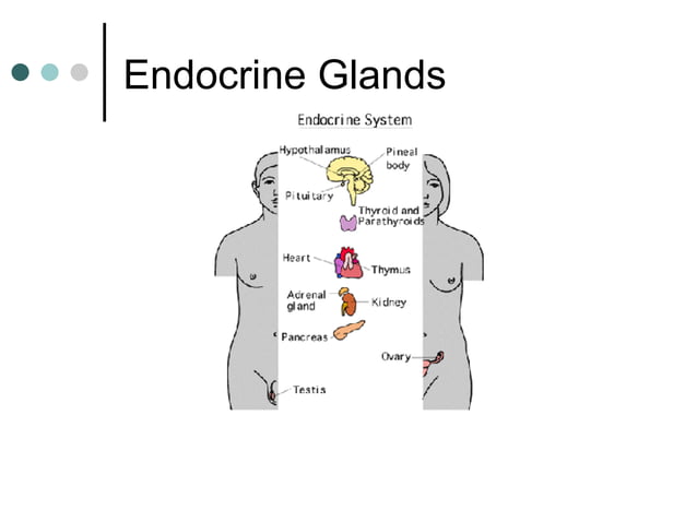 Endocrine System | PPT