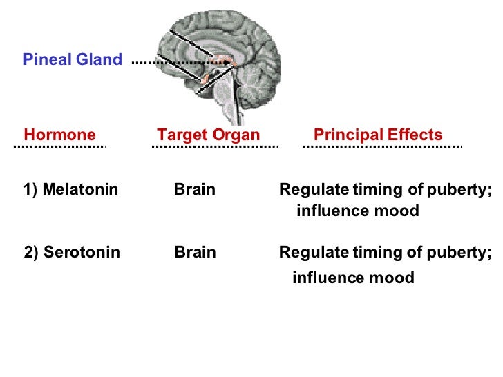 Endocrine System thymus gland function diagram 