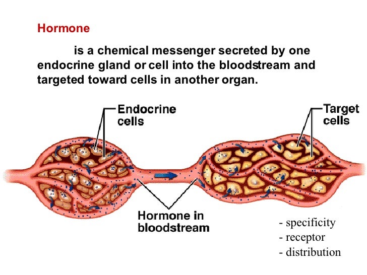 Endocrine System