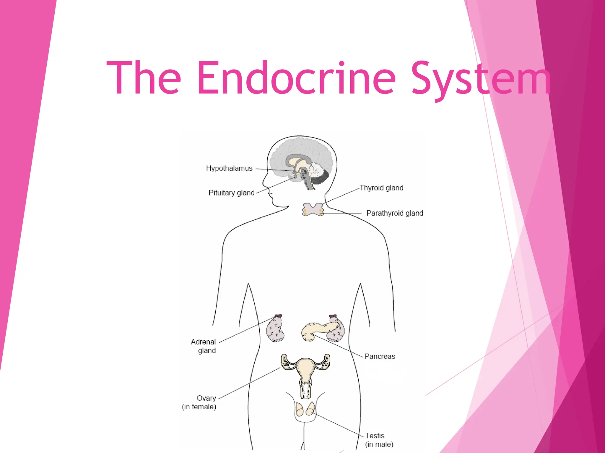 WHAT IS ENDOCRINE SYSTEM PPT visual data 4