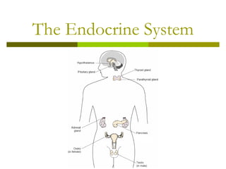 Comprehensive Exploration and Model Building of the Human Endocrine ...