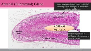 Adrenal (Suprarenal) Gland
Adrenal Cortex
Adrenal
Cortex
Adrenal Cortex
ADRENAL MEDULLA
ADRENAL
MEDULLA
outer layer consists of cords epithelial
secretory cells, arranged in 3 different
patterns and layers:
inner layer; consists of
polyhedral cells arranged in
cords or clumps
 