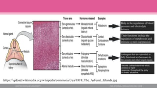 https://upload.wikimedia.org/wikipedia/commons/c/ca/1818_The_Adrenal_Glands.jpg
Help in the regulation of blood
pressure and electrolyte
balance.
Their functions include the
regulation of metabolism and
immune system suppression
Androgens that are converted to
fully functional sex hormones in
the gonads and other target organs
Secrete cathecholamines which
produce a rapid
response throughout the body
in stress situations.
 